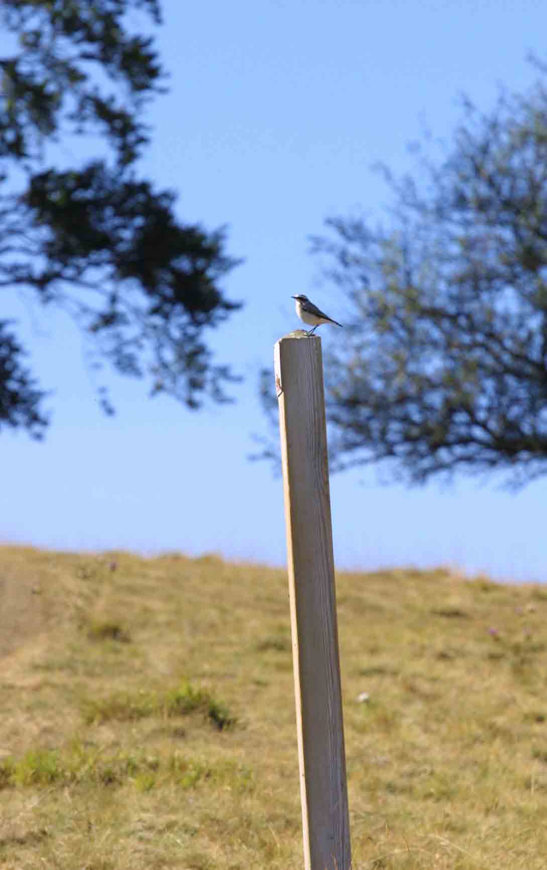 Uccellino sconosciuto [Culbianco]